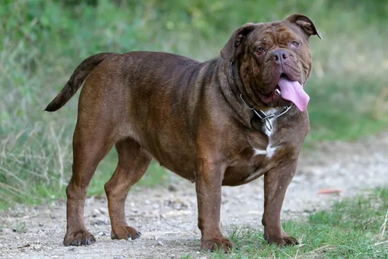 olde english bulldogge_1 olde english bulldogge castanho de língua de fora no campo