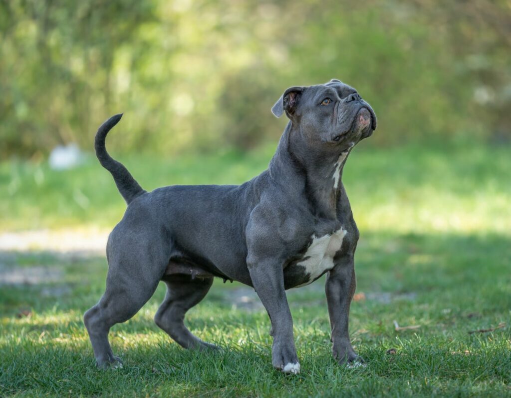 olde english bulldogge preto em alerta no jardim