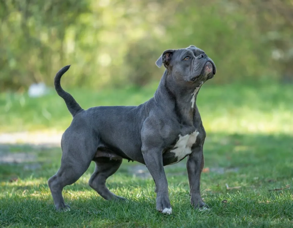 olde english bulldogge_2 olde english bulldogge preto em alerta no jardim