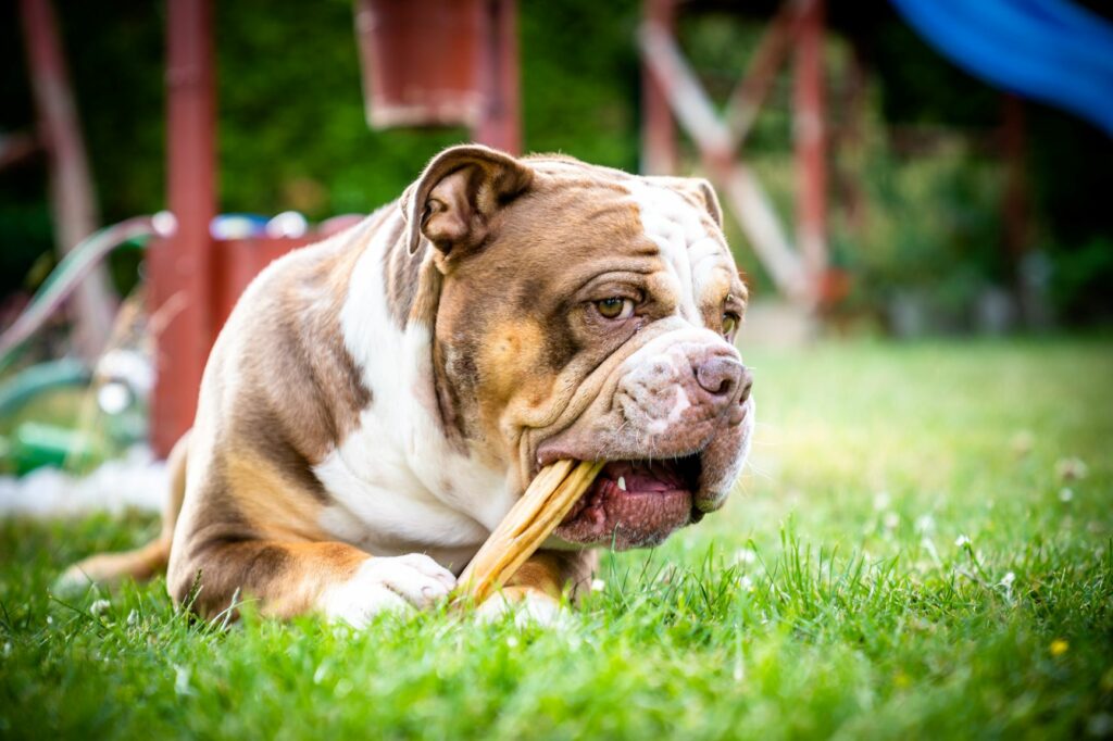 olde english bulldogge a roer um osso no jardim