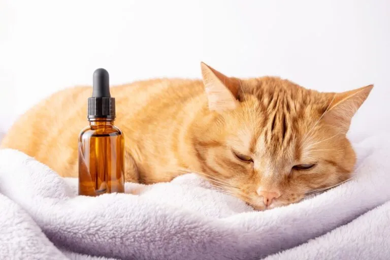 óleo da árvore do chá para gatos_1 gato deitado ao lado de frasco de óleo da árvore do chá