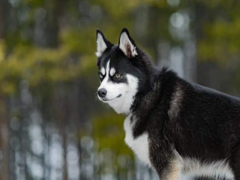 Pomsky Husky with 2 colored eyes looks out into the forest Pomsky adulto em pé junto a uma floresta