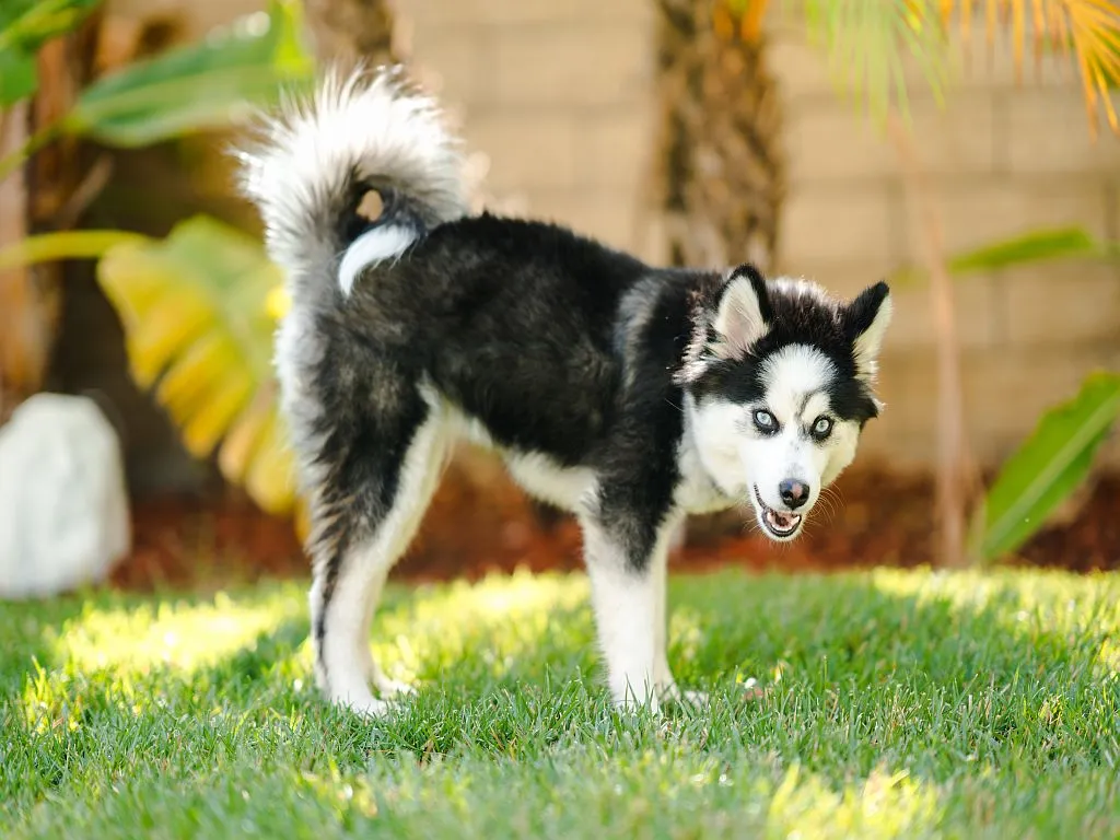 Pomsky Puppy on the Grass Pomsky em pé no jardim