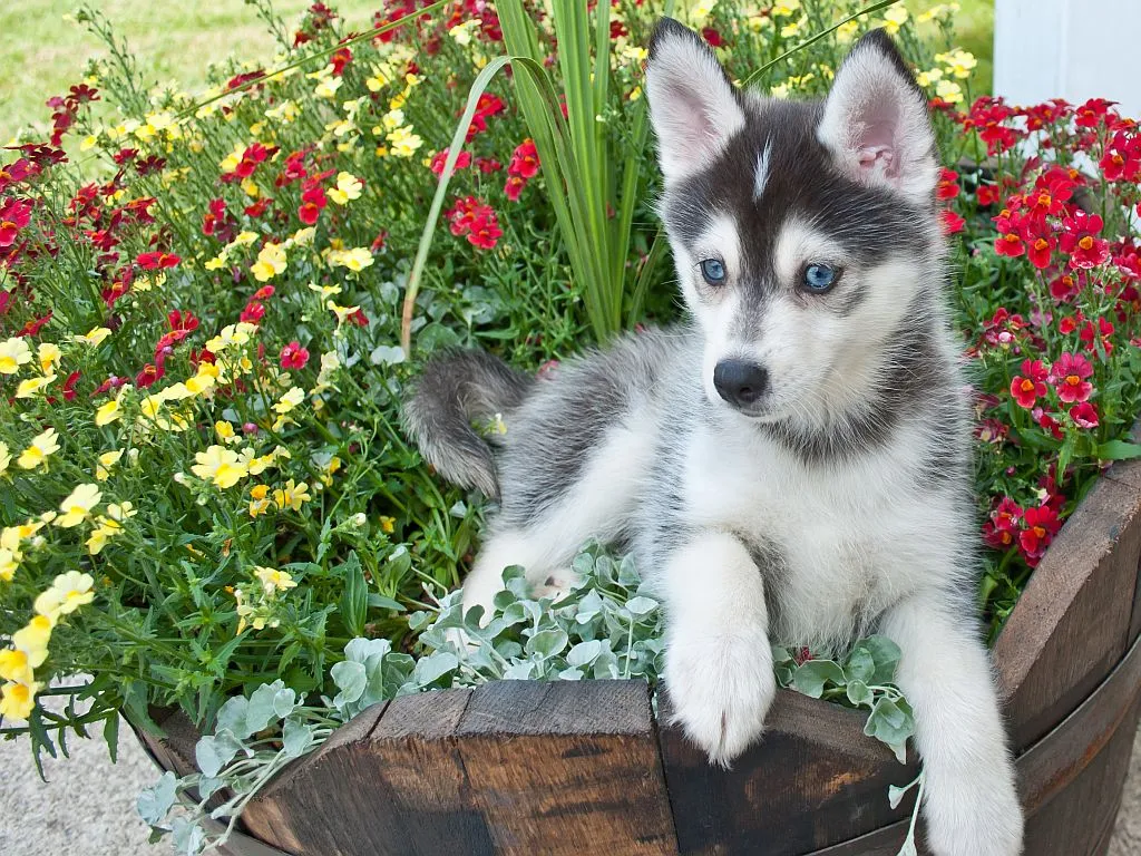 Pomsky Puppy Cachorro pomsky deitado num canteiro de flores