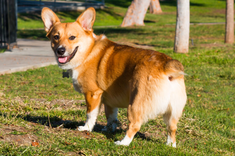 Pembroke Welsh Corgi looking back toward camera. Welsh Corgi em pé na relva: cães de raças pequenas têm mais tendência a apresentar saculite anal