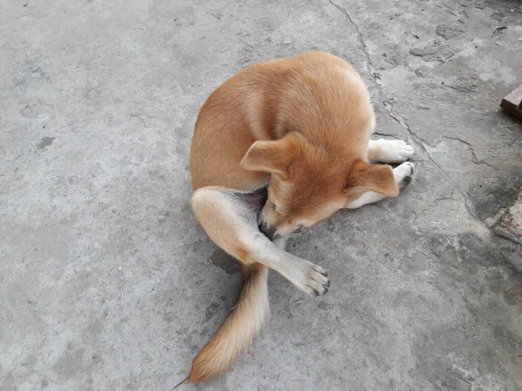 Cão a lamber a zona do ânus: este é um dos principais sintomas de saculite