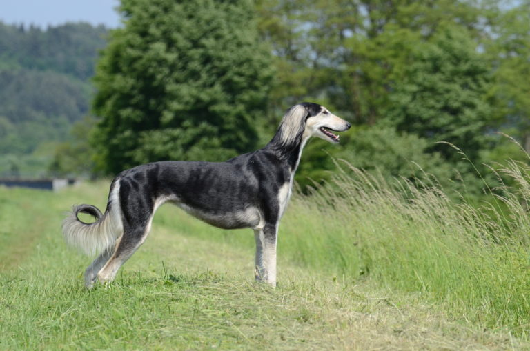 Saluki de pé numa zona de campo