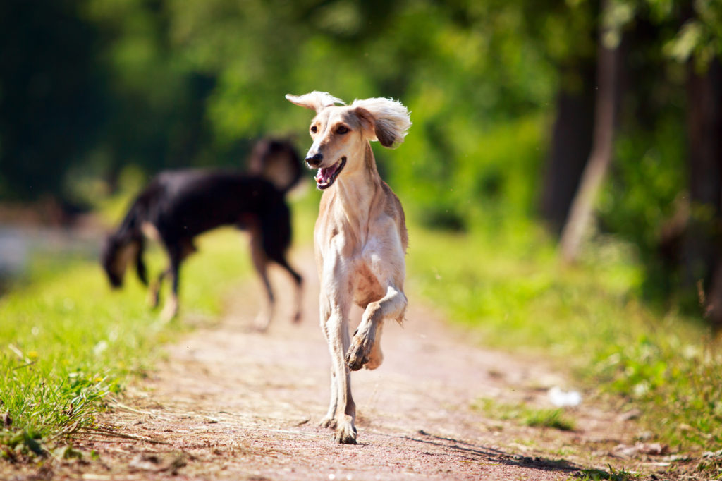 Cães a correr numa estrada de terra