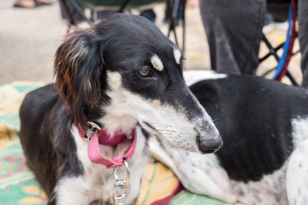 Saluki adulto branco e preto deitado