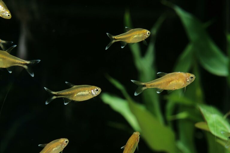 cardume de tetra-cobre a nadar em aquário