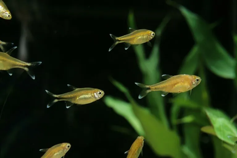 tetra-cobre_1 cardume de tetra-cobre a nadar em aquário