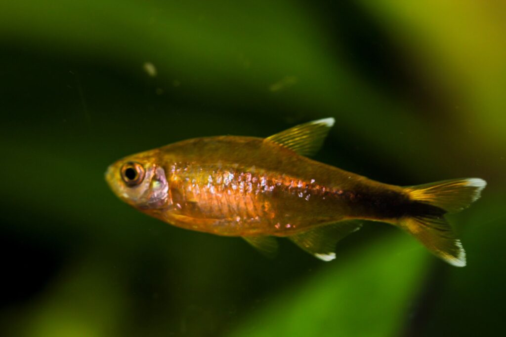 macho tetra-cobre