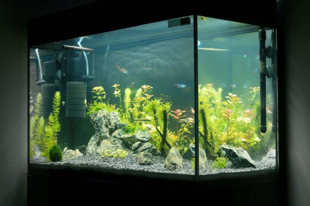 aquário grande enriquecido com plantação