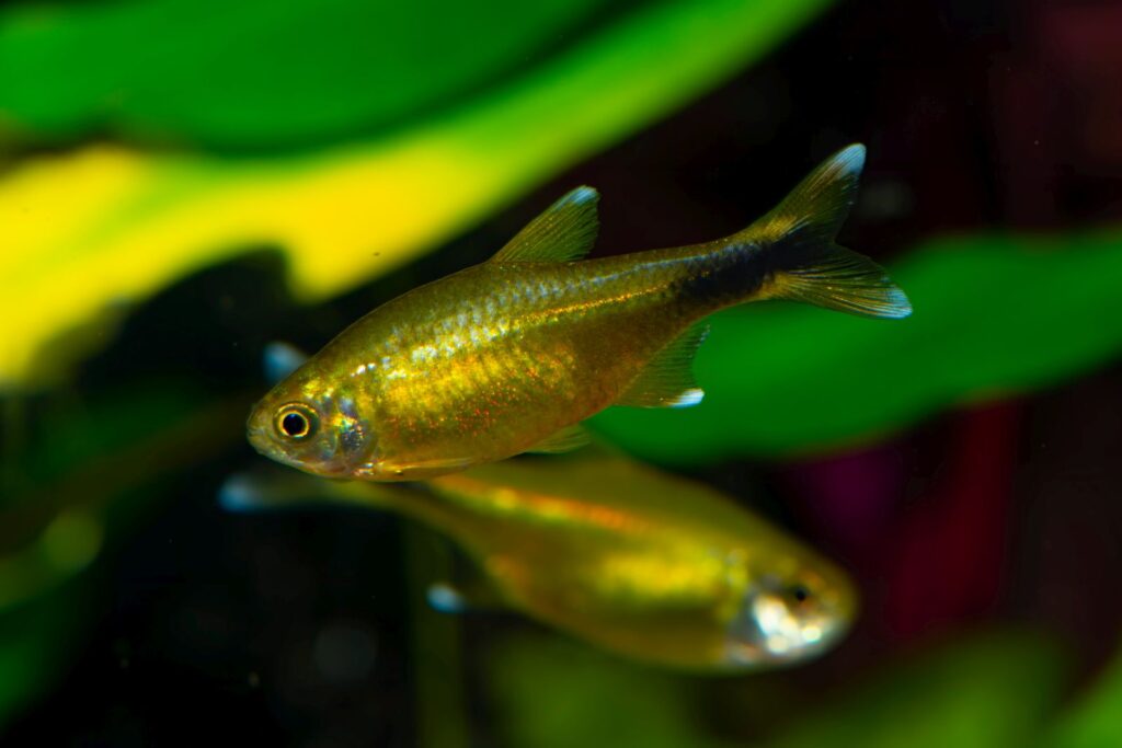 Close up de um tetra-cobre e das suas barbatanas