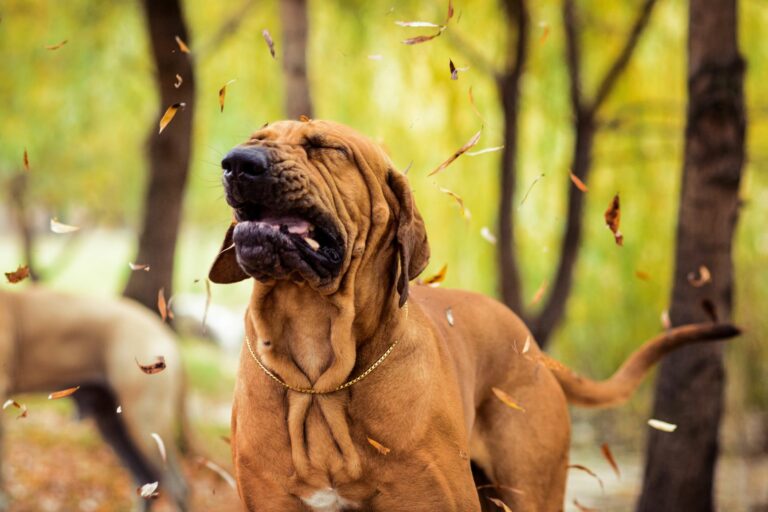 um cão fila brasileiro castanho a tossir