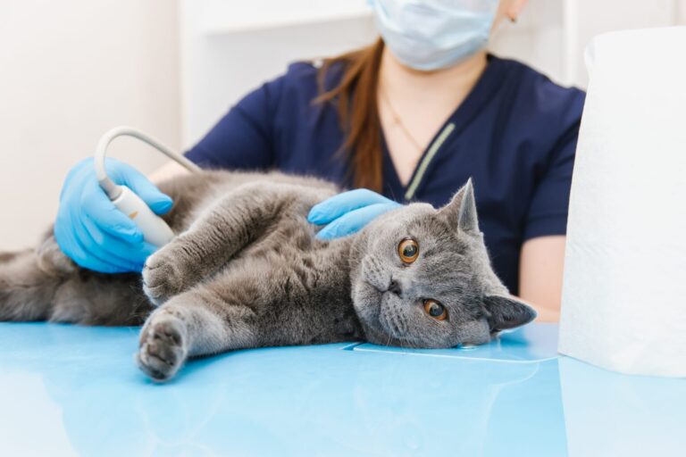 Cat having ultrasound scan in vet office. Cat in veterinary clin Gato a fazer uma ecografia. A doença do trato urinário inferior felino é comum.