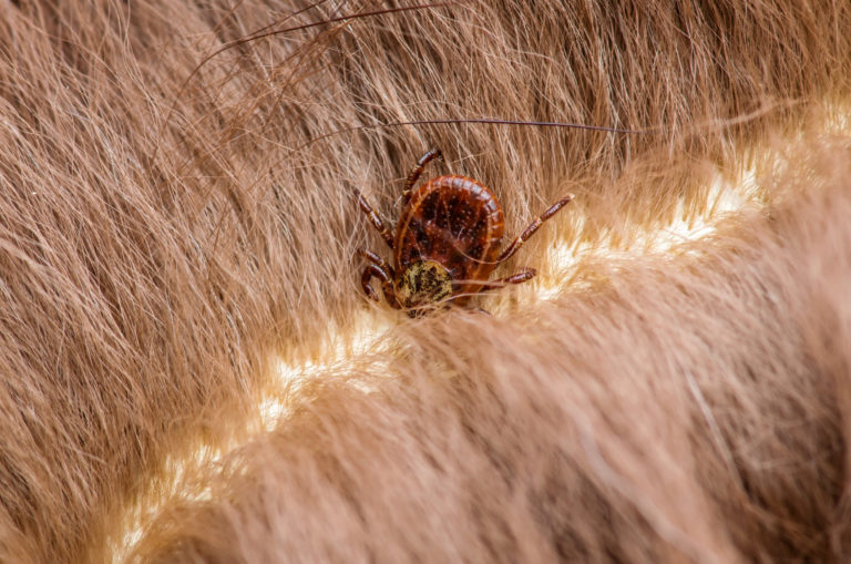 Encephalitis Virus or Lyme Disease Infected Tick Arachnid Insect on Animal Fur