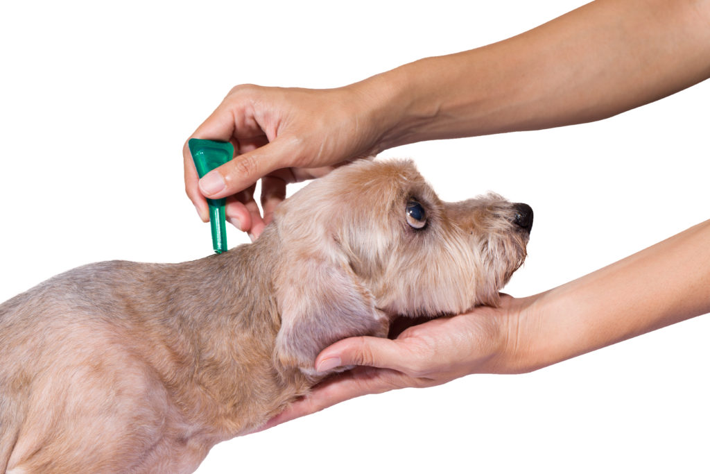 Prevenção da anaplasmose nos cães: dono coloca o líquido antiparasitário num cão.