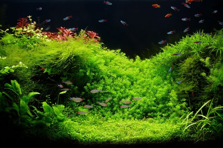 aquário iluminado com muita vegetação e peixes de espécies diferentes