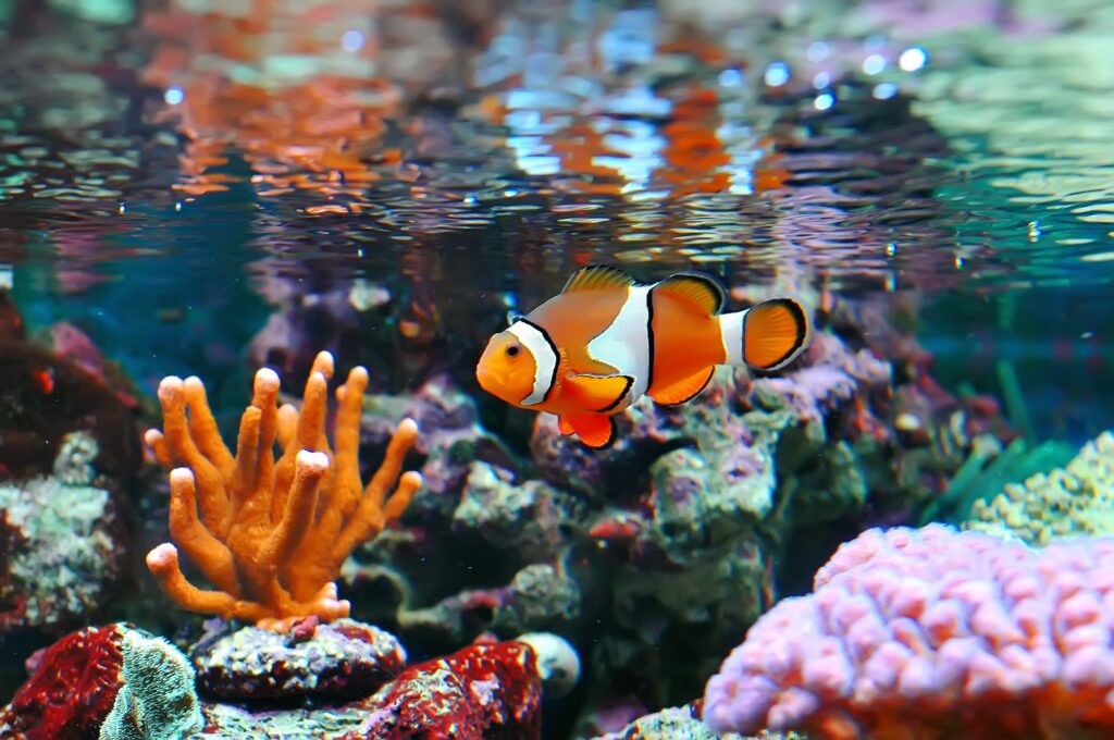 aquário_como poupar energia_2 peixe-palhaço no aquário