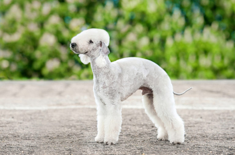 Bedlington terrier_1 bedlington terrier tosquiado