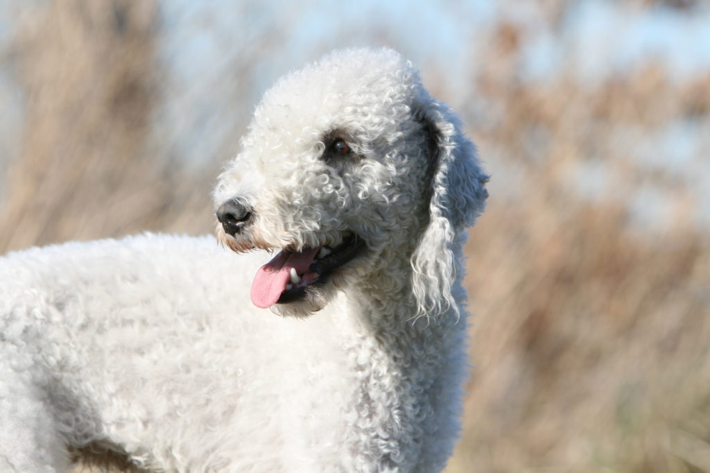 bedlington terrier branco no campo