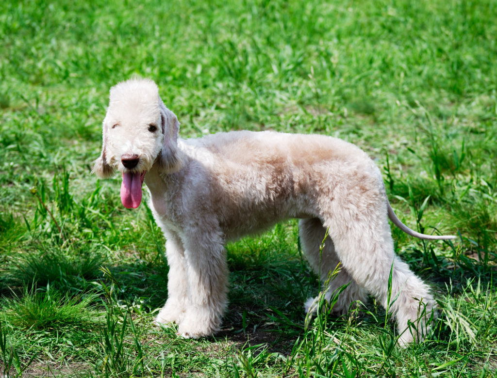 bedlington terrier na relva, com a língua de fora