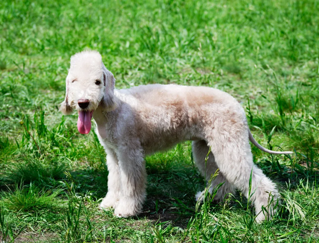 bedlington terrier_3 bedlington terrier na relva, com a língua de fora