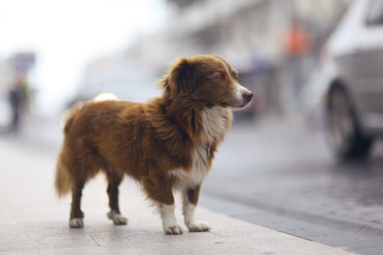 cão perdido na rua de uma cidade