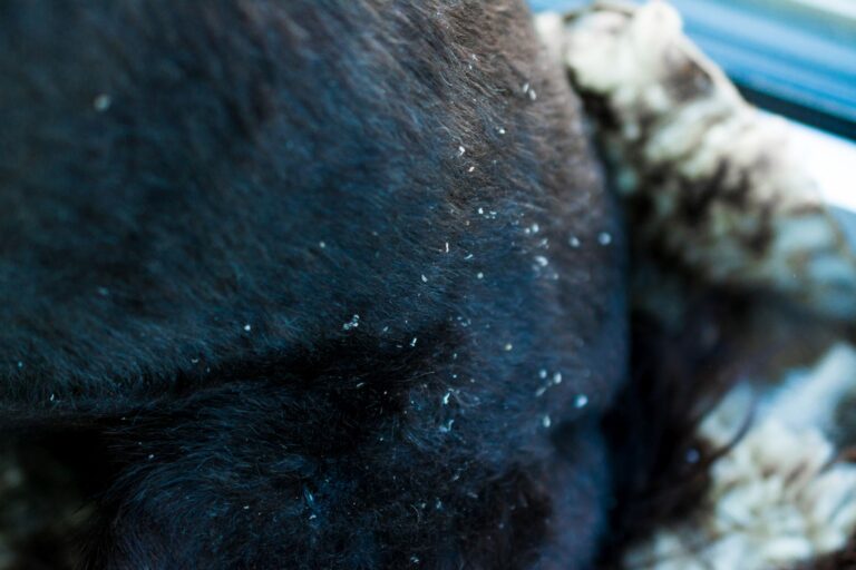 cão de pelo preto com caspa no pelo