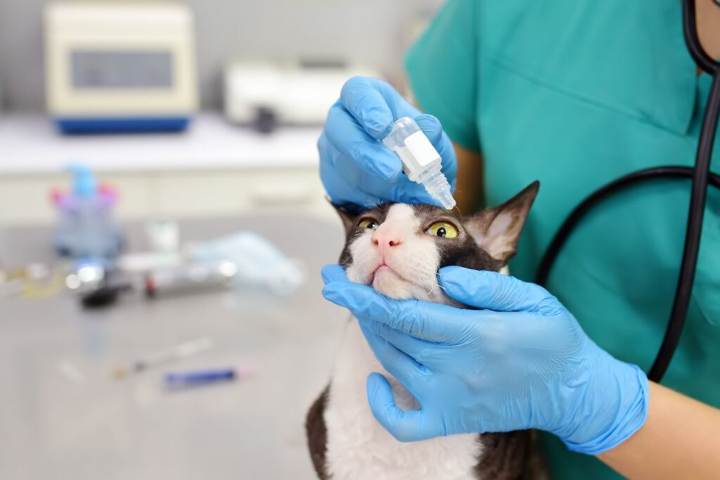 Veterinary doctor checks eyesight of a cat of the breed Cornish Rex. Her apply drops to the eyes of pet. Conjuntivite nos gatos: a aplicação de colírios é uma opção de tratamento. Veterinário aplica colírio a um gato Cornish Rex
