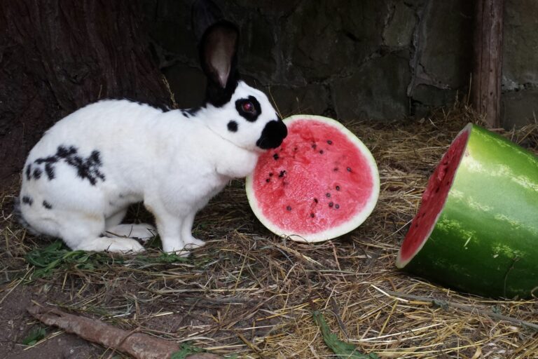 Cuidados com coelhos gigantes: coelho gigante branco com manchas pretas a comer melancia.