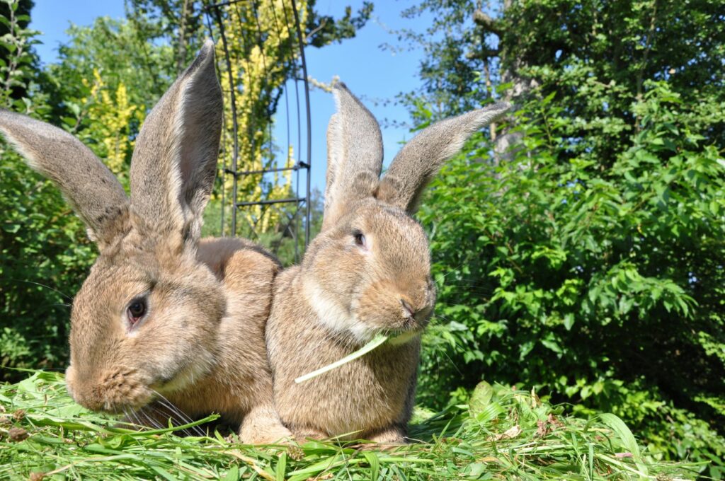 Cuidados com coelhos gigantes: viver com companheiros é essencial. Dois coelhos gigantes castanhos no jardim
