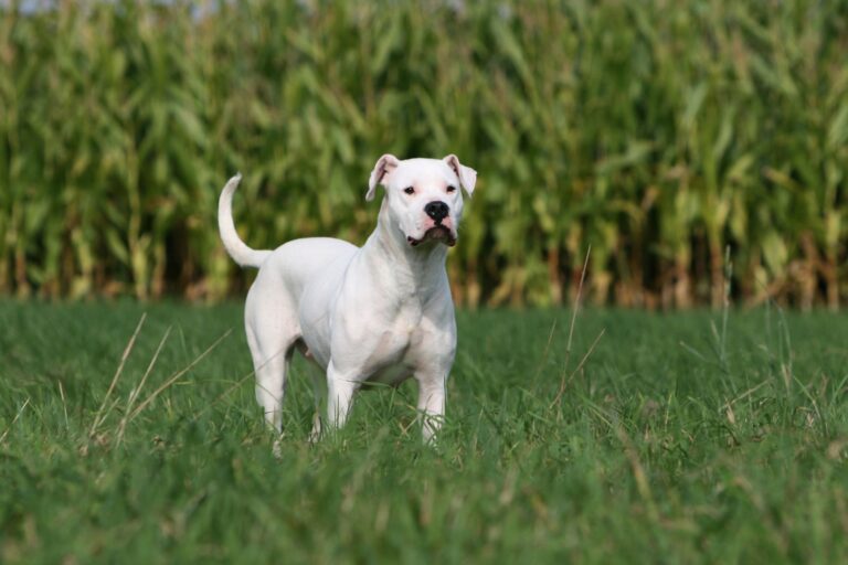 dogo argentino em alerta, na relva