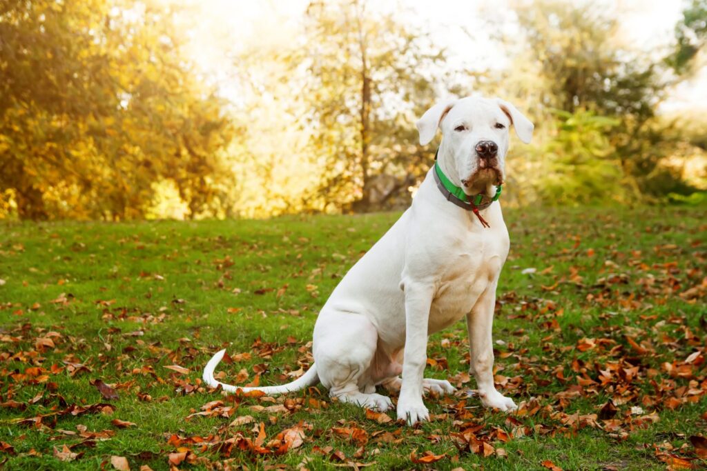dogo argentino_2 dogo argentino sentado num jardim