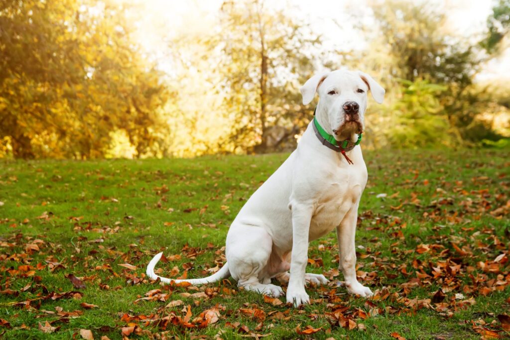 dogo argentino sentado num jardim