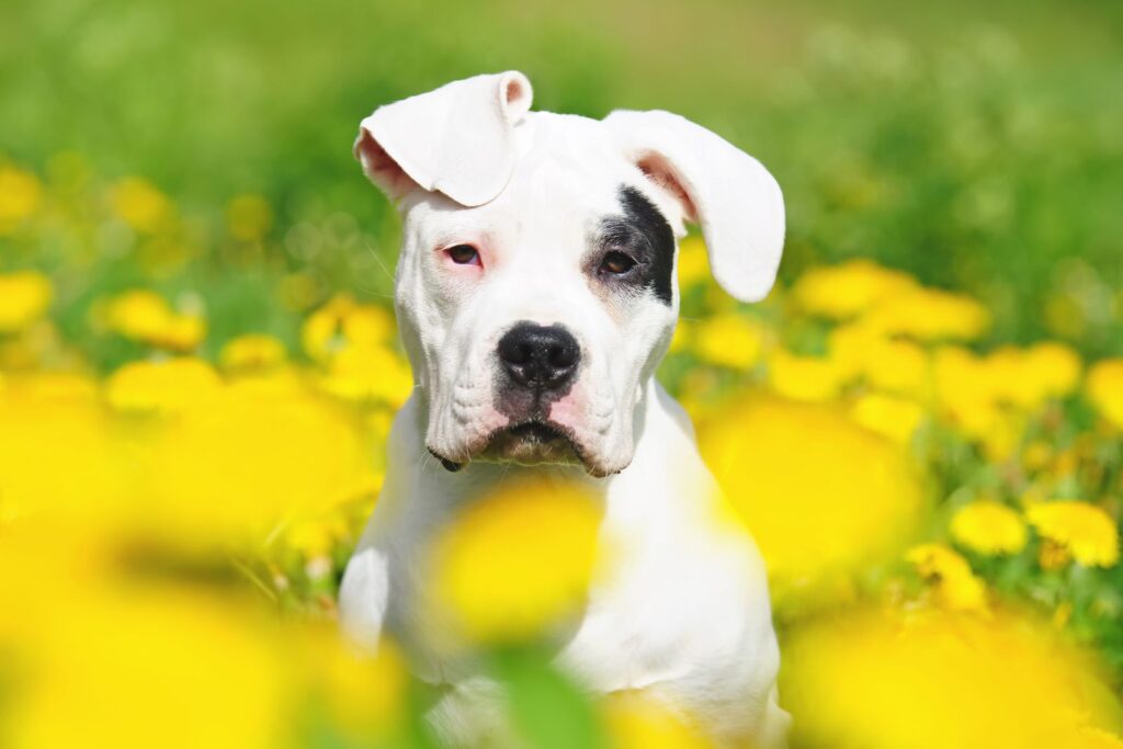 Dogo argentino, Raças de cães