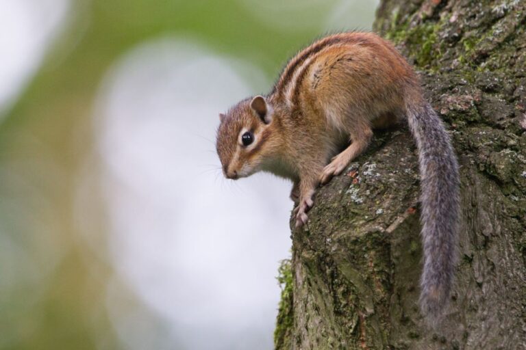 Burunduk (Tamias sibiricus) Esquilo siberiano numa árvore.