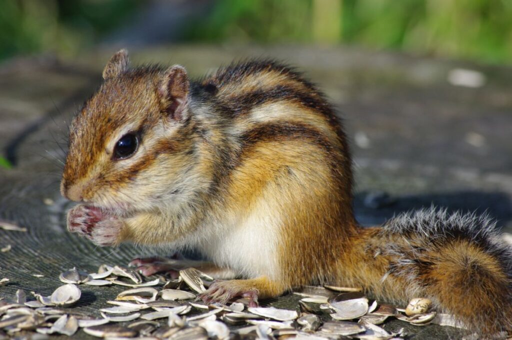 Esquilo siberiano a comer pevides