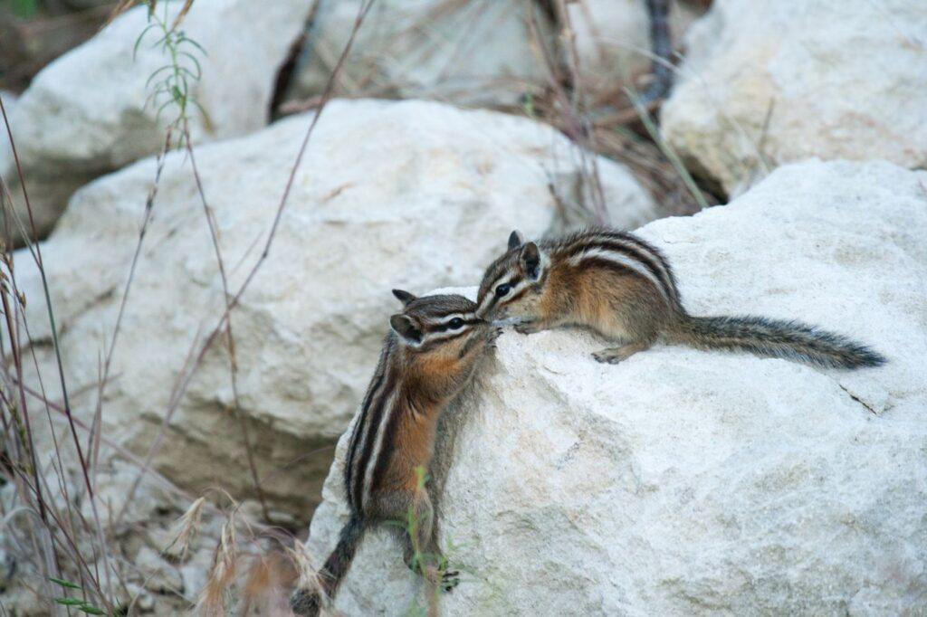 Couple of chipmunks playing mating games. Esquilos siberianos numa rocha branca