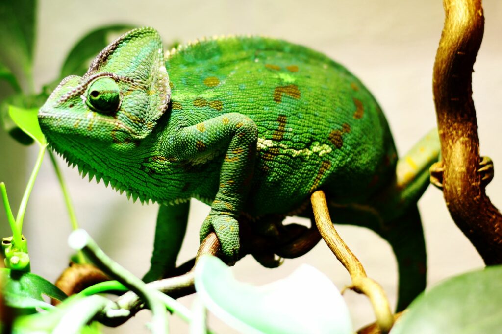 Camaleão do Iémen num terrário em cima de plantas