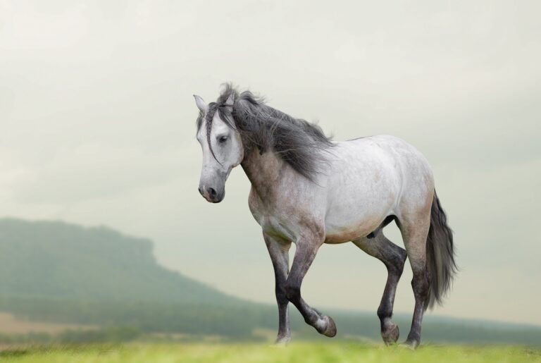 bonito lusitano a andar em liberdade no campo, com nevoeiro