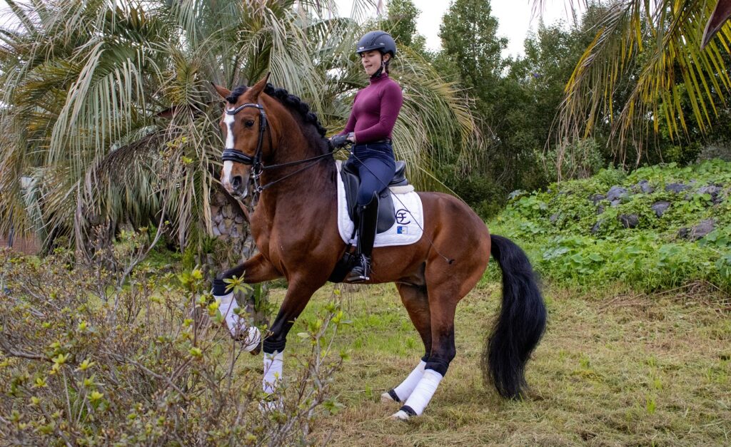 lusitano_2 lusitano com cavaleira