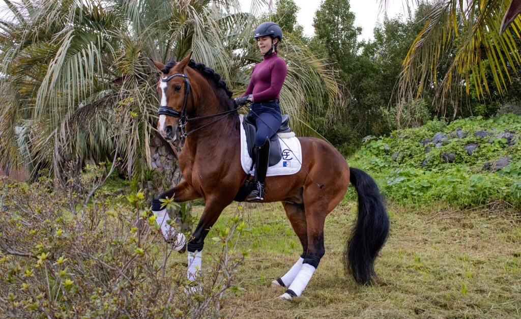 lusitano com cavaleira