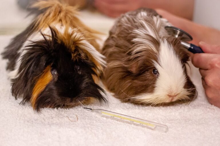 piolhos nos porquinhos-da-índia_1 dois porquinhos-da-índia a serem examinados pelo veterinário