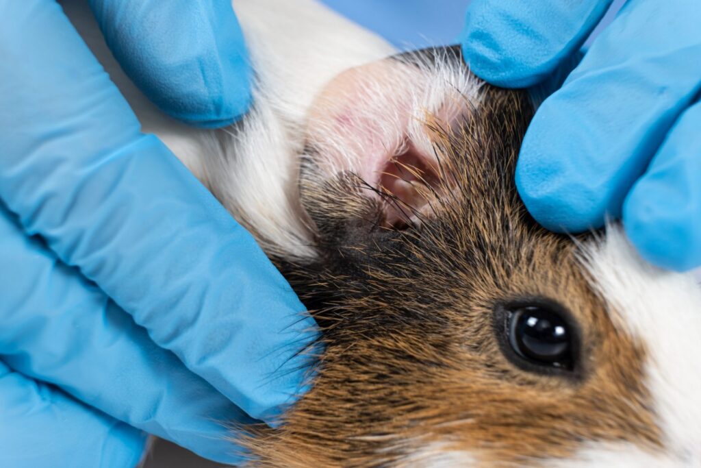 porquinhos-da-índia_2 veterinário procura piolhos em porquinho-da-índia