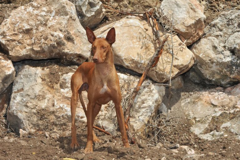 podengo canário em alerta no campo