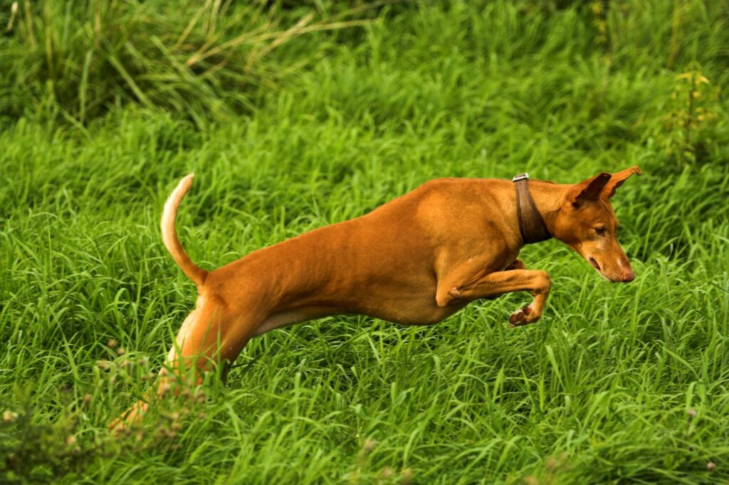 podengo canário em pleno salto no campo