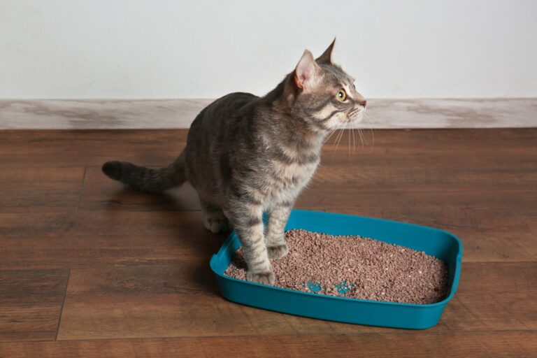 prisão de ventre nos gatos_1 gato em cima de caixa de plástico azul com areia