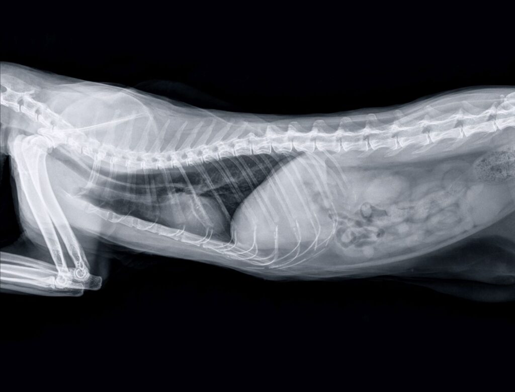 radiografia a gato adulto, lateral frontal